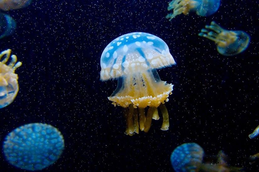 High Resolution Wallpaper jellyfish