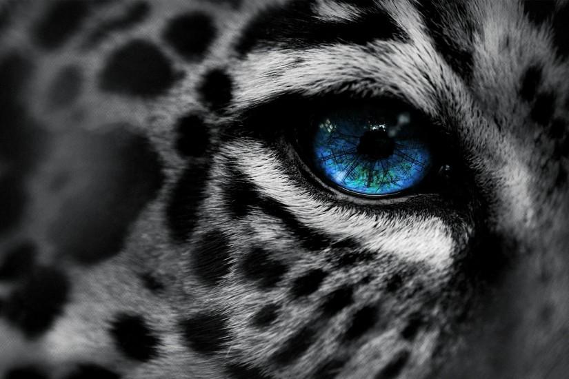 White Tiger Eyes Wallpapers Images