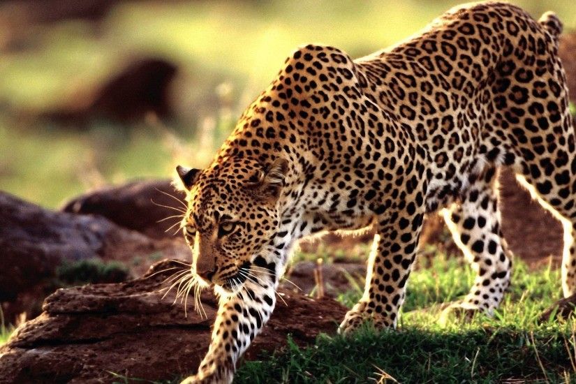 Leopard Background 18395