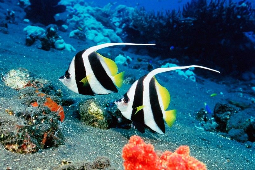 Everybody's favorites! images Tropical fish HD wallpaper and background  photos