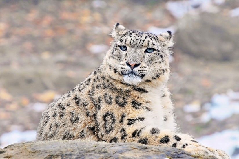 3840x2160 Wallpaper snow leopard, predator, rock, lying
