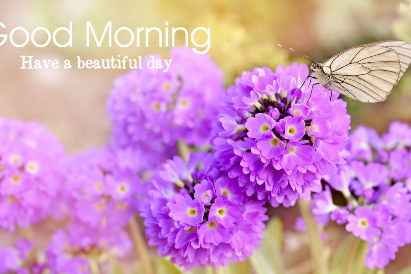 5 Beautiful Good Morning Flowers HD Wallpaper for download