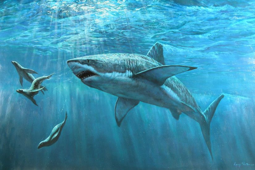 Animal - Shark Animal Water Sea Ocean Wallpaper