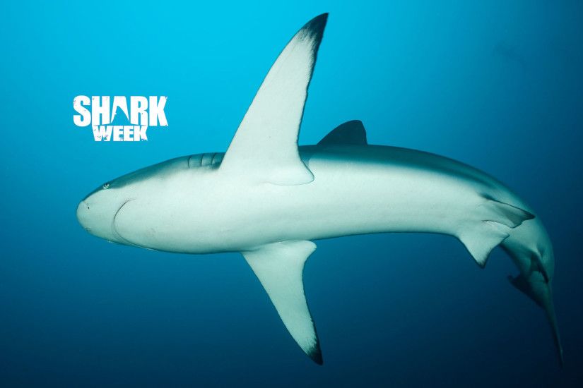 Photos Megalodon Shark Week Blue Ray S Hd Resolution Wallpaper Movie .