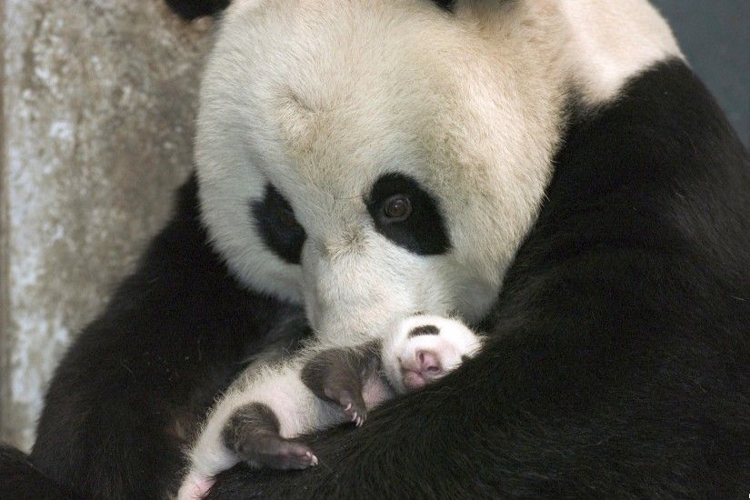 Panda Bear Animal panda bear classification