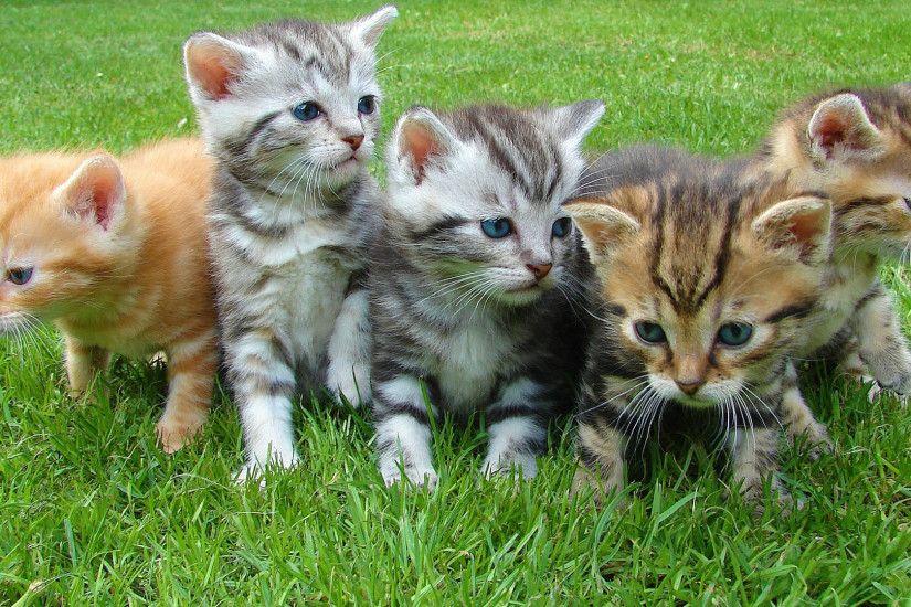 5-kittens