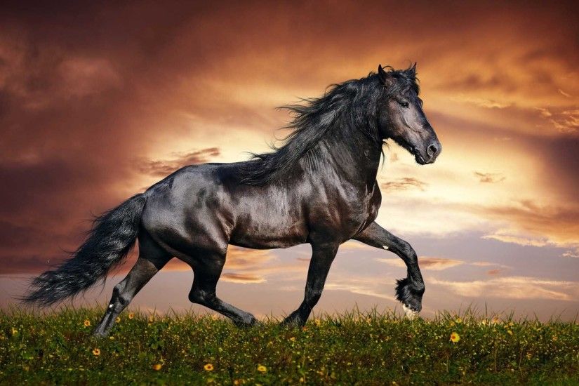 ... powerful friesian - Horses & Animals Background Wallpapers on .