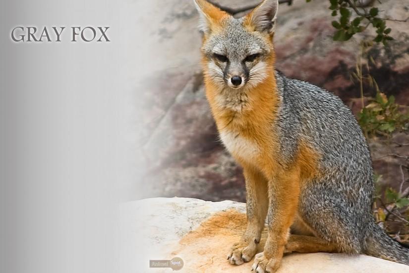 download fox wallpaper 1920x1200 for android 40