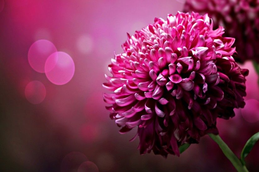 Beautiful Flowers Wallpapers For Iphone 5