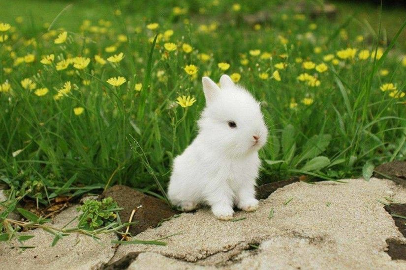 ... lovely Best Rabbit Wallpapers Images Photos And Pictures For Free .
