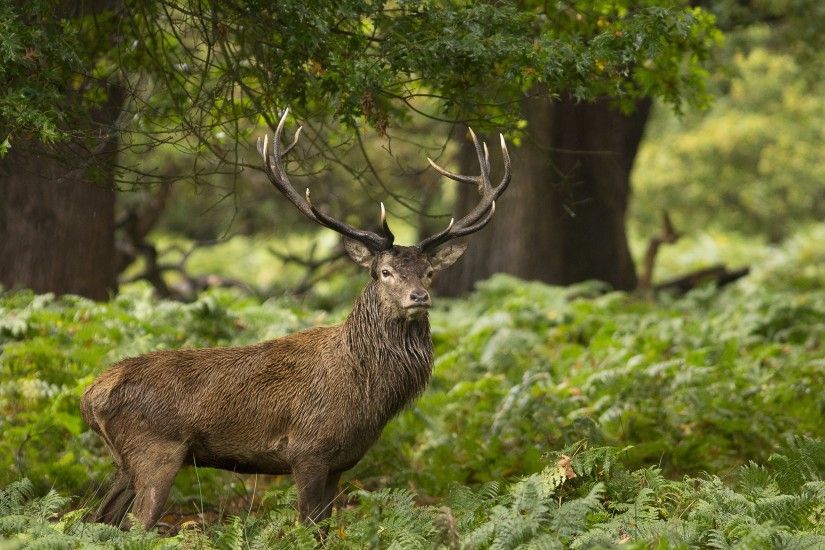 Forest Animals Wild Stag Deer uhd wallpapers - Ultra High .