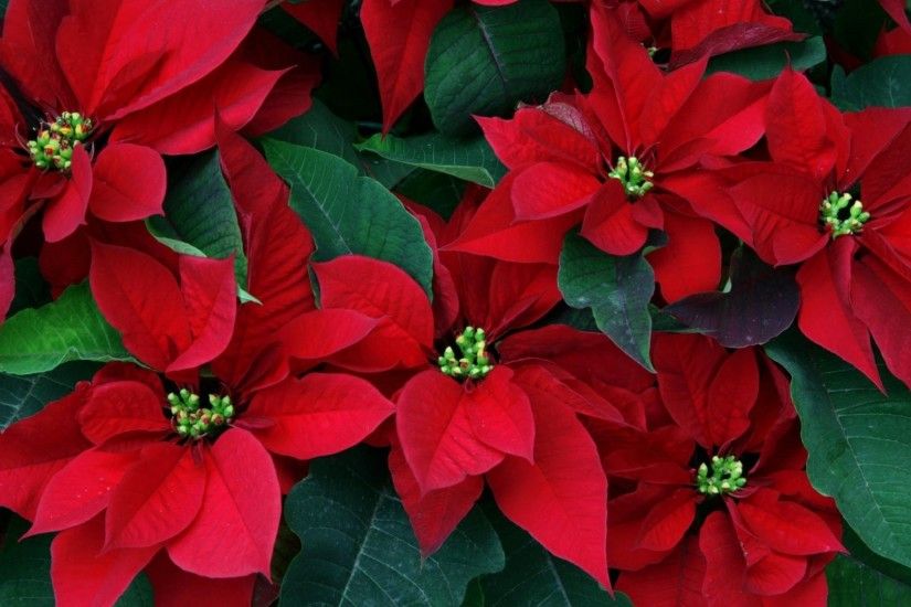 Get the latest poinsettia, flowers, herbs news, pictures and videos and  learn all about poinsettia, flowers, herbs from wallpapers4u.org, your  wallpaper ...