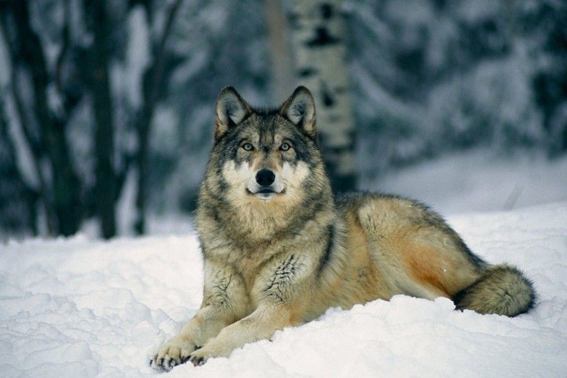 2560x1600 black timber wolf pictures wallpaper