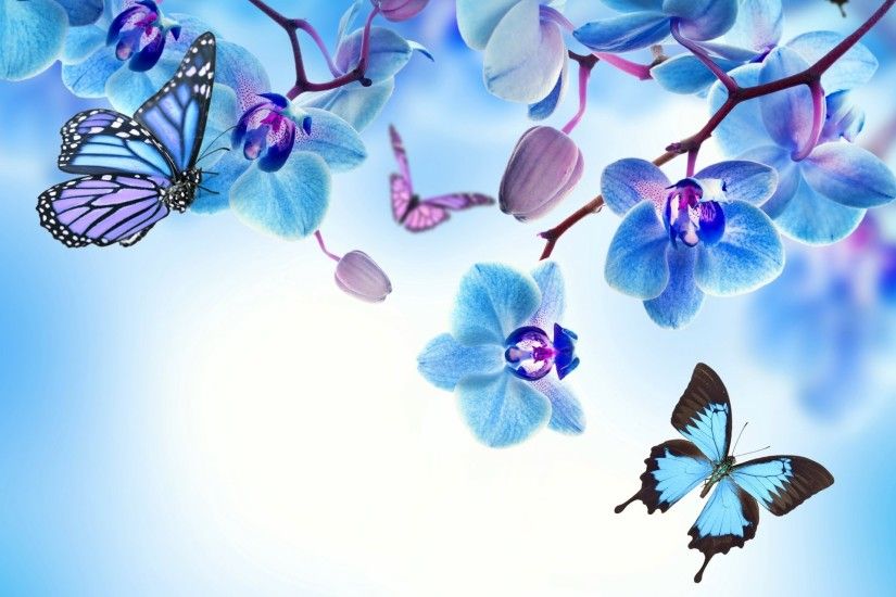 orchid blue flowers beautiful butterflies orchid flower butterfly