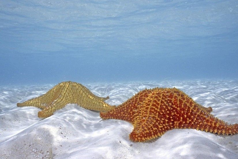 Ocean Sea Sealife Starfish Bokeh Fish 3d Wallpaper Mobile