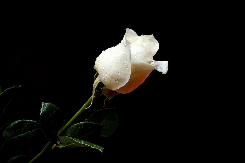 White Rose Wallpaper Pictures HD 10520
