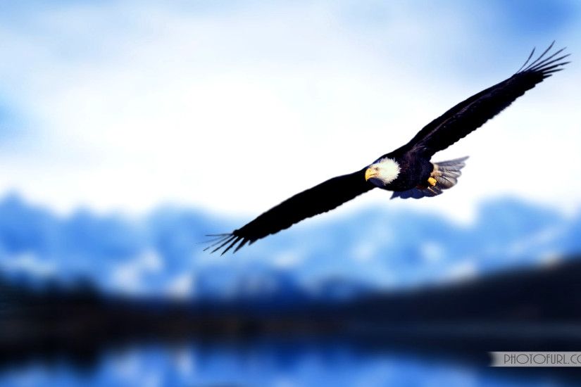 eagles flying images wallpaper