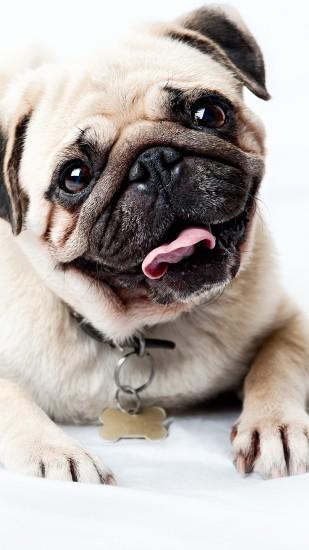 Preview wallpaper pug, face, happy, look, puppy 1440x2560