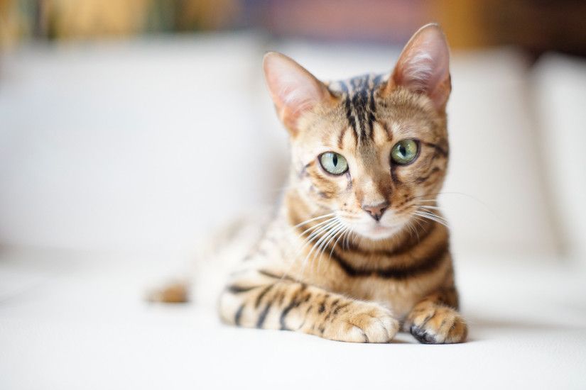 Beautiful Bengal cat on a light background