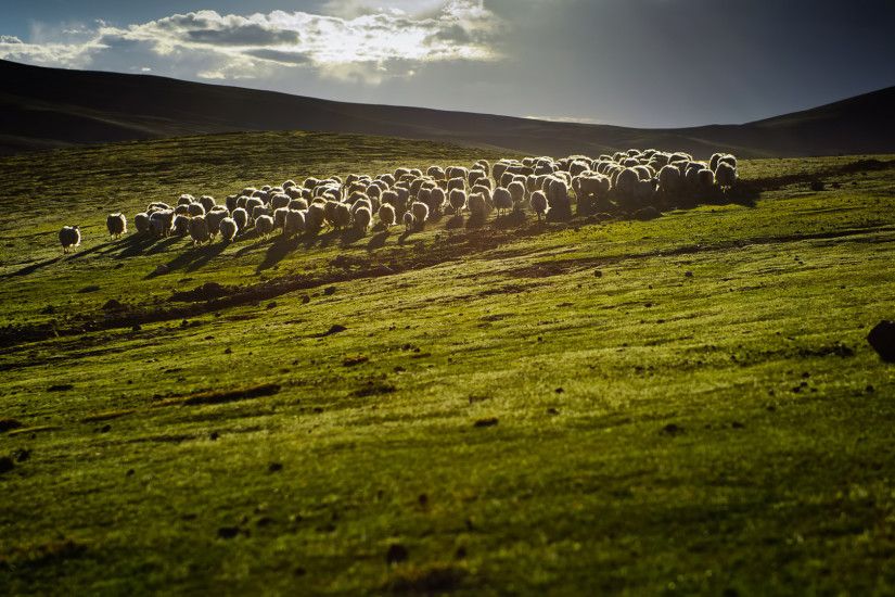 Animal - Sheep Landscape Scenic Field Green Wallpaper