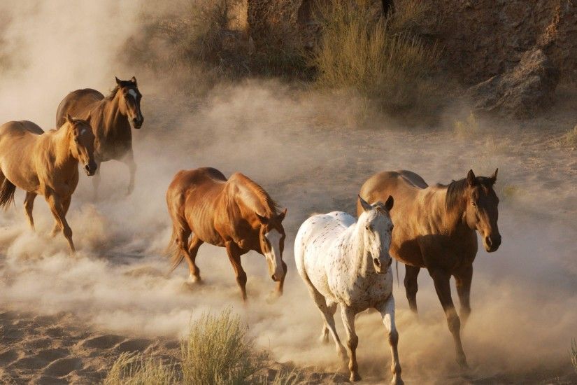 Free Running Horses Wallpapers, Free Running Horses HD Wallpapers .