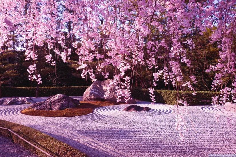 Japanese Cherry Blossom Garden Wallpaperwallpapers Sakura Nature Path Grass Cherry  Blossom Free Hd Rz R Piu