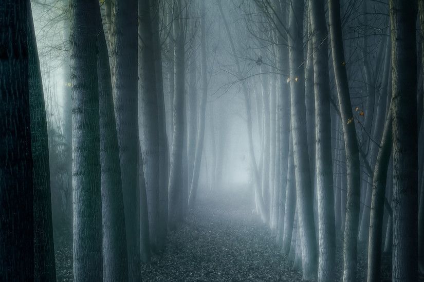 Imagine Wallpaper. Dark Foggy Forest. Available in 1920Ã1200.