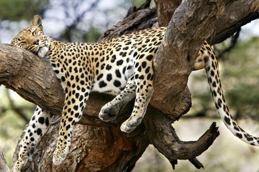 Sleeping Leapard