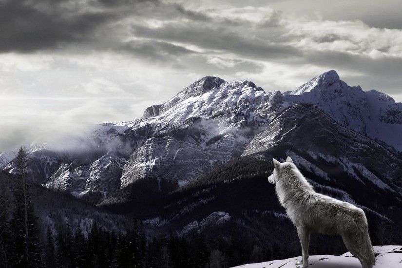 Wolf in Mountain HD Desktop Wallpaper