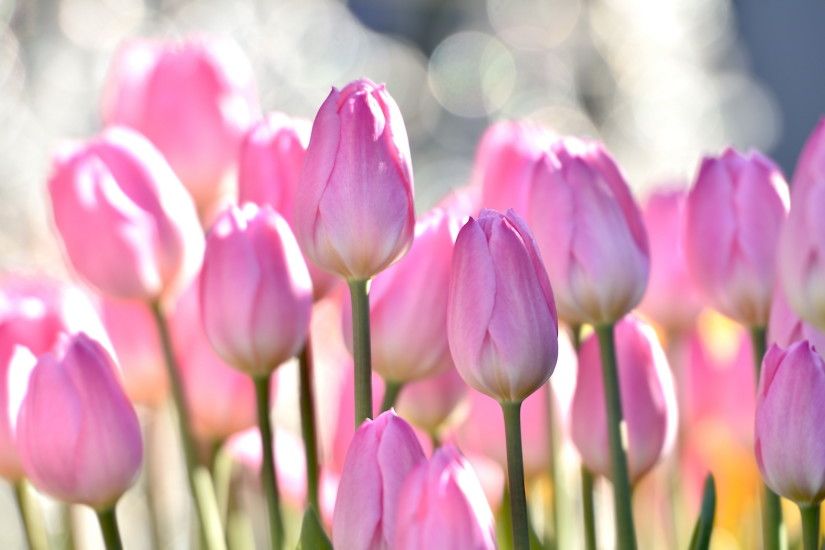 close up of pink tulip flower in sun hd wallpaper
