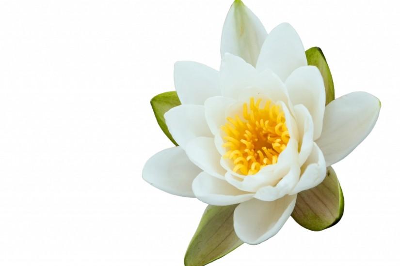 Lotus Flower On White