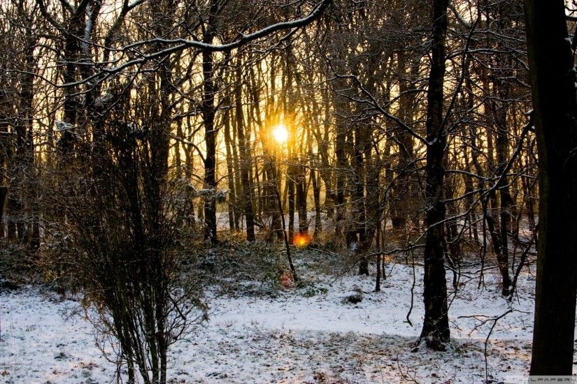 Download Forests Winter Sun Nature Trees Forest Hd Iphone Wallpaper