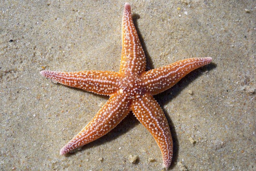 ... 82 Starfish HD Wallpapers | Backgrounds - Wallpaper Abyss ...