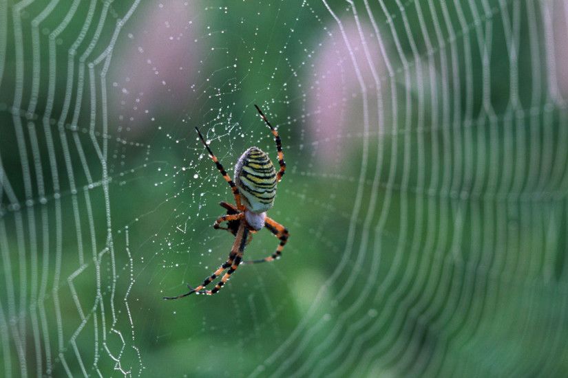 Spider Web Wallpaper 49622