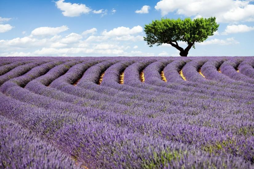 Tree Surrounded By Fields Of Lavender Wallpaper ...