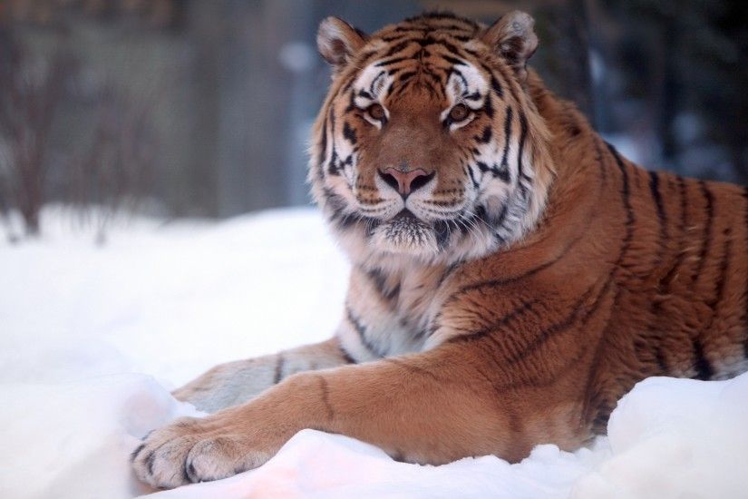 Tiger Snow Wide