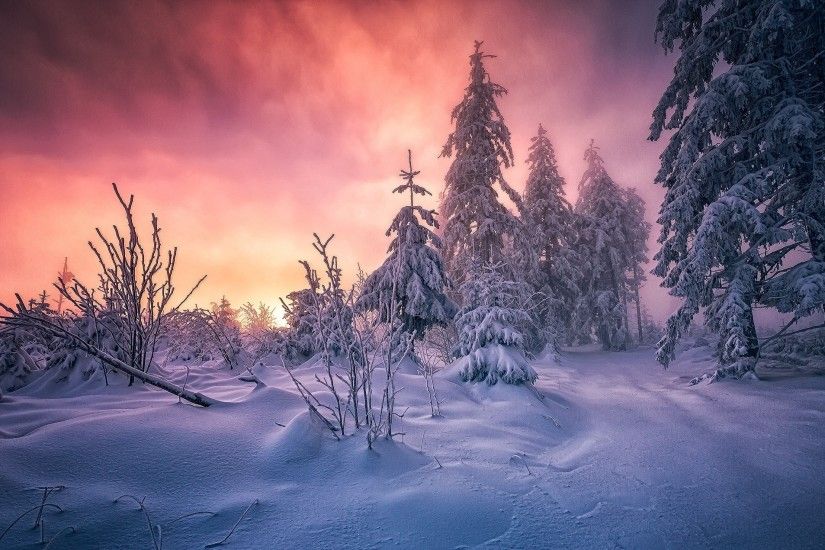 forest, Winter, Sunrise, Germany, Snow, Trees, Cold, Clouds, Path, White,  Yellow, Pink, Nature, Landscape Wallpapers HD / Desktop and Mobile  Backgrounds