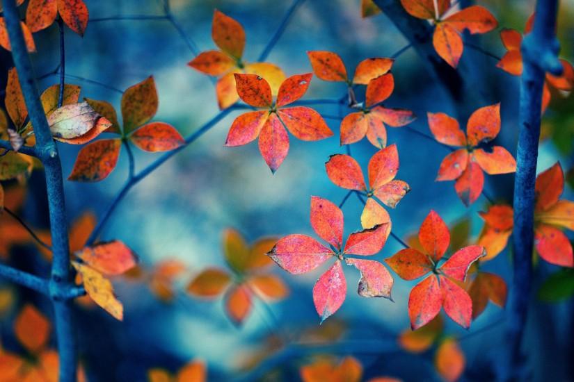 Autumn Orange Leaves HD Wallpapers