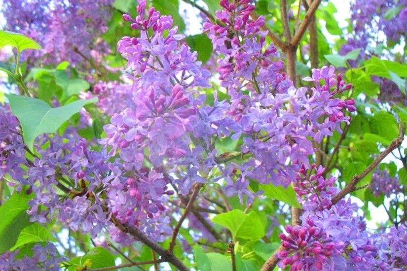 Purple Lilac Tree