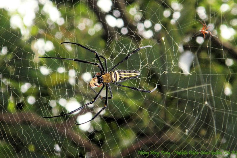 Nephila Pilipes Giant Golden Orb Weaver Spider