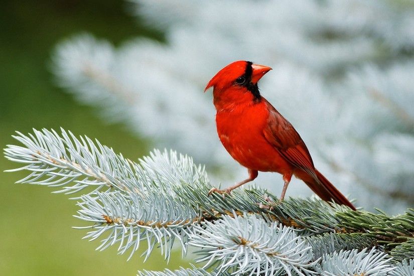 Northern Cardinal On Pine Tree