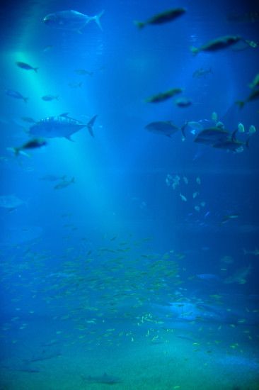 Background of a large marine aquarium tank with shoals of fish swimming  through the blue water