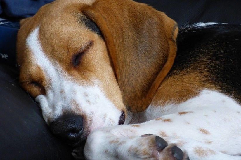 Sleeping Beagle Puppy Wallpaper