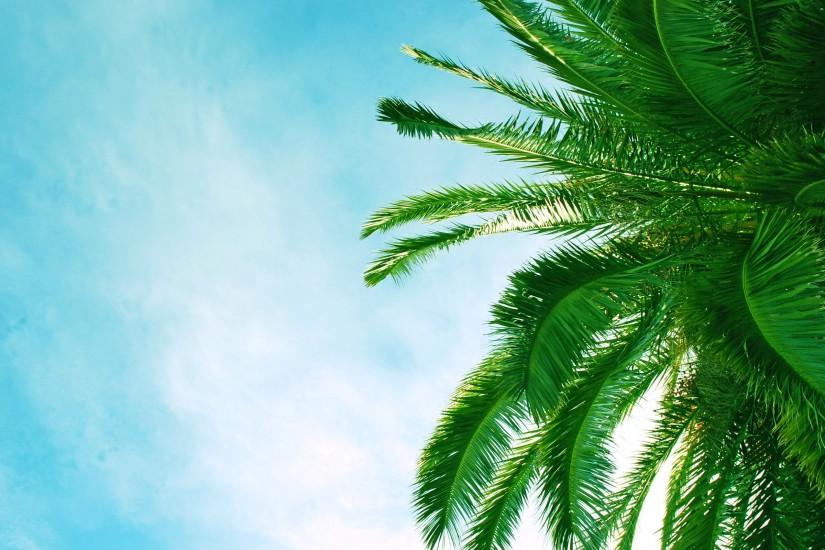 15 Wonderful HD Palm Tree Wallpapers
