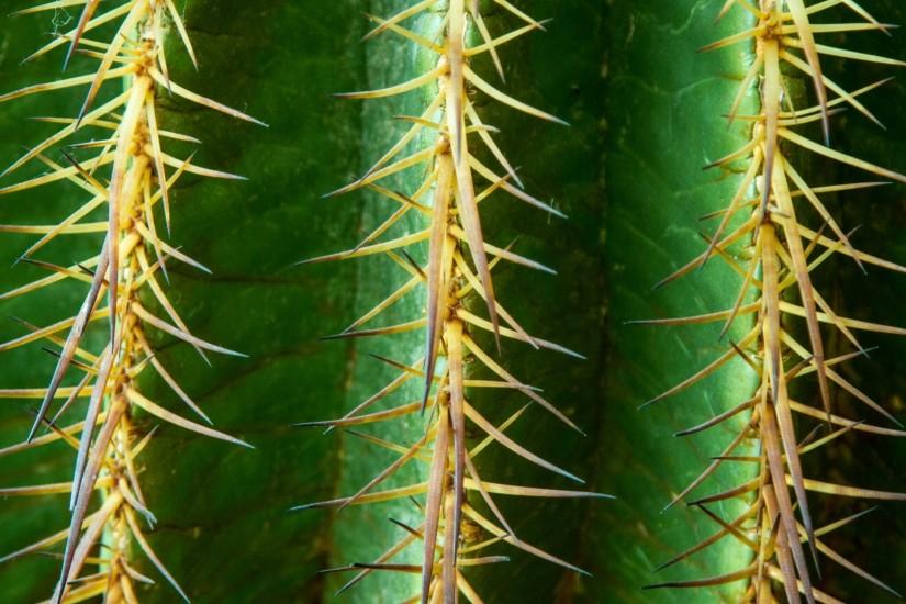 1920x1080 Wallpaper cactus, flower, thorn