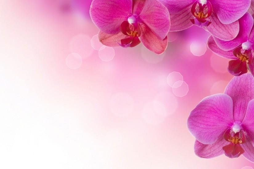 Flowers Pink Abstract Soft Wallpaper Hd Black Nature Detail