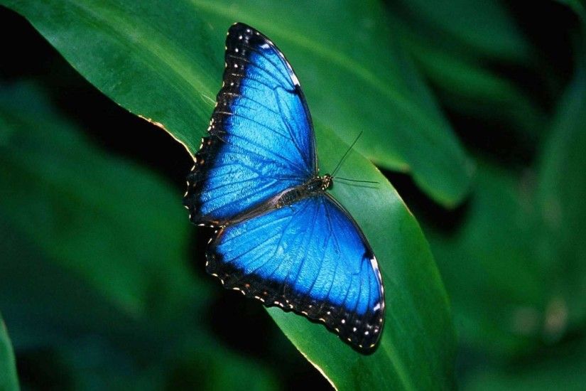 Blue Butterfly Wallpapers and Background