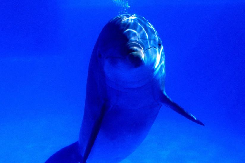 Amazing Dolphin Wallpapers For Desktop