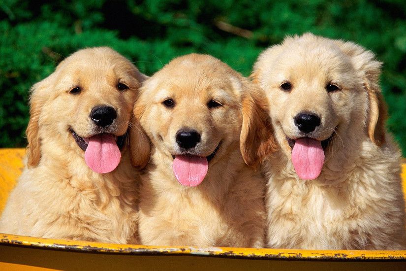 Lovely Golden Retriever Puppies In The Basket Photo And Wallpaper With Puppy  Golden Retriever Wallpaper