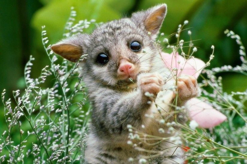 Cute Baby Animal Wallpapers HD images | Live HD Wallpaper .